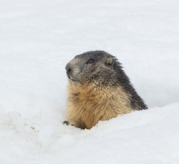 Telescopio Binocular Grande